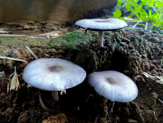 Mushrooms Growing in the Garden Outdoor Macro Photography