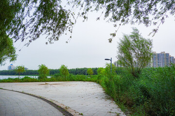The sidewalks, plants, and floating lotus leaves on the riverbanks of urban parks