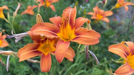 Fototapeta premium Vibrant Orange Lily with Red Accents in Natural Background, Close-up in Summer Garden
