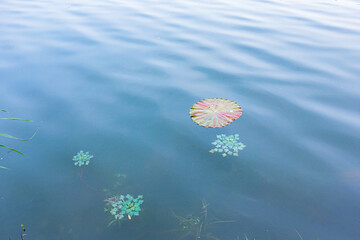 The sidewalks, plants, and floating lotus leaves on the riverbanks of urban parks