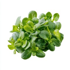 Fototapeta premium Fresh green lamb's lettuce leaves on a white background.