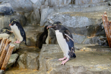 Fototapeta premium Southern Rockhopper Penguin (Eudyptes chrysocome) on the rock
