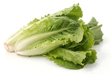 Fresh romaine lettuce bunch with vibrant green leaves is isolated on white
