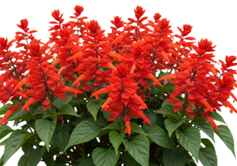 A vibrant scarlet sage salvia splendens flower isolated on transparent background