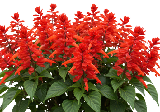 A vibrant scarlet sage salvia splendens flower isolated on transparent background
