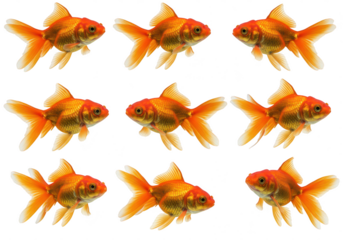 A pattern of nine goldfish swimming on an isolated white background