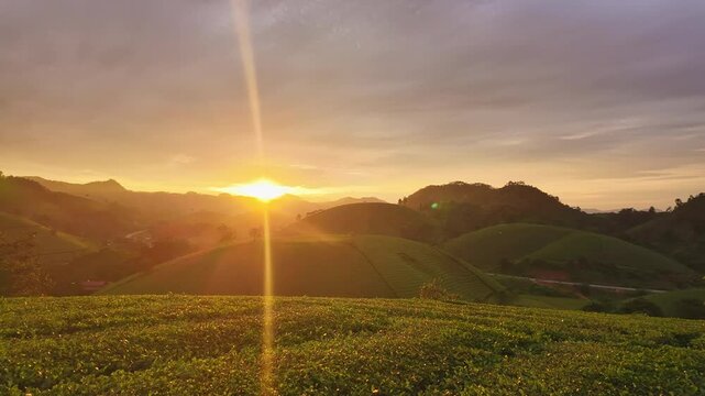 Hyperlapse of green tea field in harvest season with sunset or sunrise sky over mountains Green agricultural fields in countryside at northern Vietnam