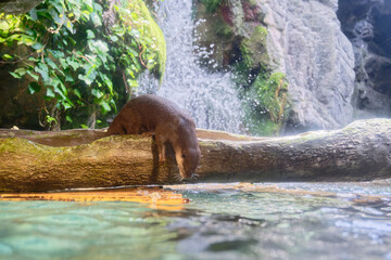 Otter dive in to river