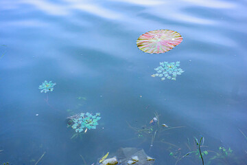 The sidewalks, plants, and floating lotus leaves on the riverbanks of urban parks