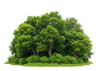 A lush clump of green trees and shrubs isolated on a transparent white background
