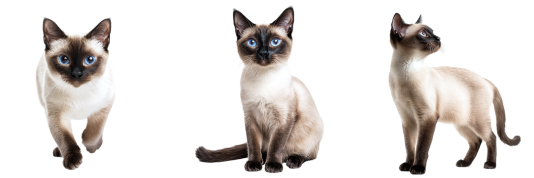 Set of beautiful Siamese cats isolated on transparent background PNG
