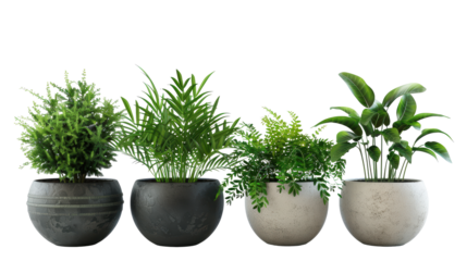 Four potted plants of different sizes and shapes are lined up next to each other. The plants are all green and appear to be healthy. The arrangement of the plants creates a sense of balance