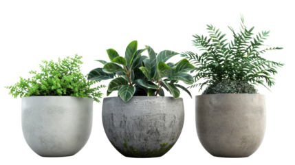 Three potted plants are lined up in a row, with one in the middle and two on either side. The plants are all different sizes and shapes, but they all have a similar color scheme of green and brown