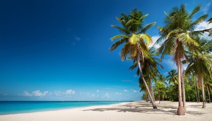 palm trees under a bright blue sky alongside a calm tropical beach
