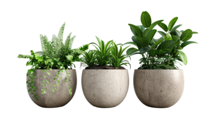 Three potted plants are arranged in a row, with one in the middle and two on either side. The plants are all green and appear to be healthy. The arrangement gives a sense of balance and harmony