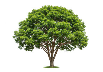 A lush green tree with dense foliage stands isolated on transparent background, showcasing its natural beauty and vibrant color