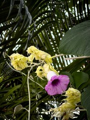 A closeup of a beautiful purple blossom vine growing on a fence downtown Phnom Penh in Cambodia