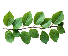 Fresh Green Leaves in Nature