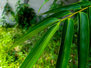 Bamboo Leaves Close-up in Natural Light with Lush Green Background