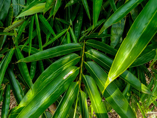Obraz premium Bamboo Leaves Close-up Green Foliage Background Texture