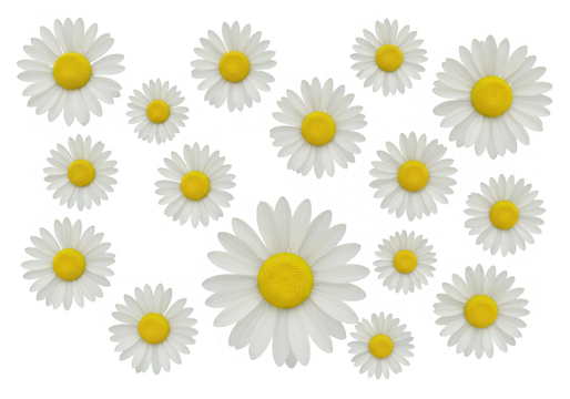 A cheerful collection of white and yellow daisy flowers isolated on transparent background creates a fresh and vibrant floral pattern