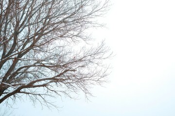 Bare winter trees forming a natural frame around sky. Seasonal background with clear space for copy.
