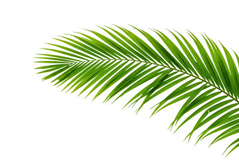 Obraz premium A vibrant green palm leaf frond isolated on transparent background, showcasing its tropical beauty