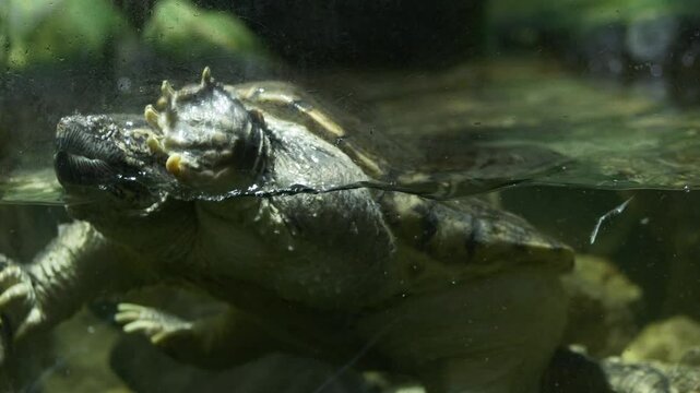 Close-up of an alligator snapping turtle in a freshwater tank. A big snapping turtle swims slowly underwater. It has a rough shell and strong jaws. Calm but powerful movement through the water