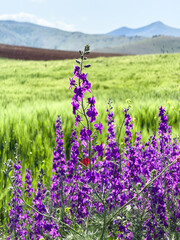 Set of different views of stunning natural view with colorful flowers, green hills and cloudy sky. Natural real nature backgrounds. Spring time backgrounds. Purple lilac and red poppy flowers. 