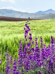Set of different views of stunning natural view with colorful flowers, green hills and cloudy sky. Natural real nature backgrounds. Spring time backgrounds. Purple lilac and red poppy flowers. 