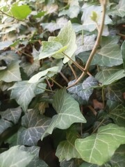 green leaves 