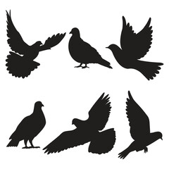 Fototapeta premium silhouettes of pigeons
