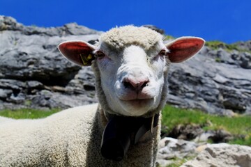 Nahaufnahme eines typischen Schafs, das direkt in die kamera blick mit felsigen Gestein und blauem Himmel in den Schweizer Alpen am Oeschinensee