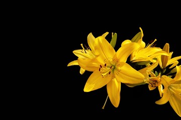 Yellow lilies on black background