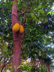 Jackfruit (Artocarpus heterophyllus) also known as jack tree grow on a tree. Tropical evergreen...
