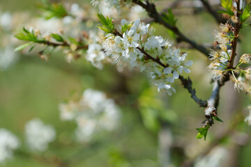 soft focus cherry blossom and tiger lily, pink and white flower background. (Photo)