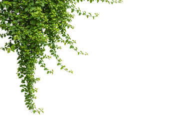 Obraz premium Lush green leaves of a hanging ivy vine cascade down, isolated on transparent background, bringing a touch of nature