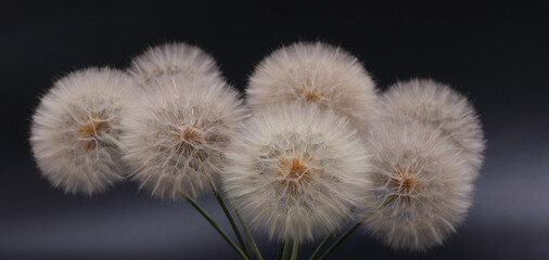 Close-up of dandelion seed heads in a bouquet on a deep black background. Studio lighting highlights delicate texture. Ideal for nature, minimalism, or botanical concepts.