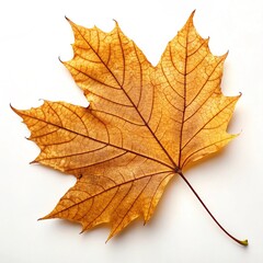 Fototapeta premium yellow maple leaf
