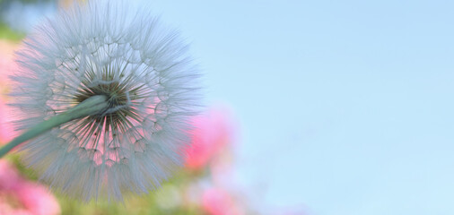 White dandelion silhouette in front of soft-focus pink roses. Vibrant floral background. Ideal for summer, botanical, or abstract compositions with copy space.