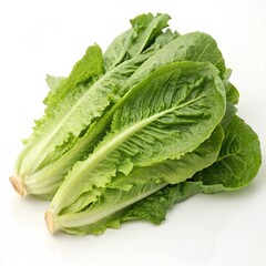 fresh lettuce on white background