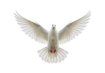 Obraz premium A white dove with its wings spread wide is flying, isolated on transparent background