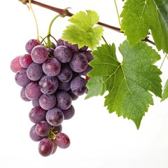 Fototapeta premium bunch of red grapes