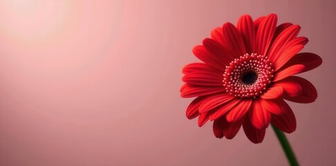 Single vibrant red gerbera daisy, Valentine's Day theme , heart, photo, valentines