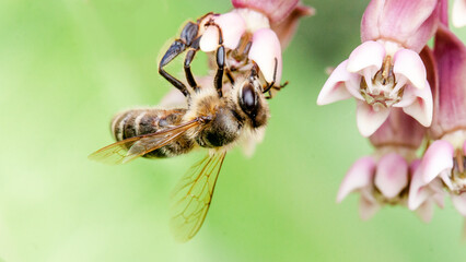 bee on flower