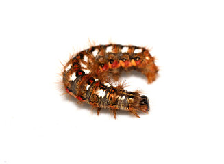Close up of a tussock caterpillar from a moth butterfly on a white background