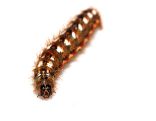 Close up of a tussock caterpillar from a moth butterfly on a white background