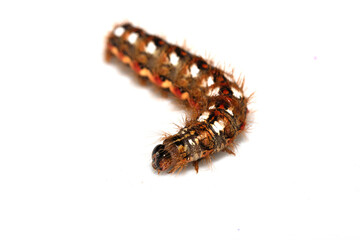 Close up of a tussock caterpillar from a moth butterfly on a white background