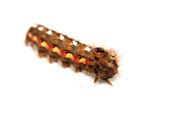 Close up of a tussock caterpillar from a moth butterfly on a white background
