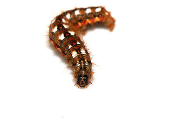 Close up of a tussock caterpillar from a moth butterfly on a white background